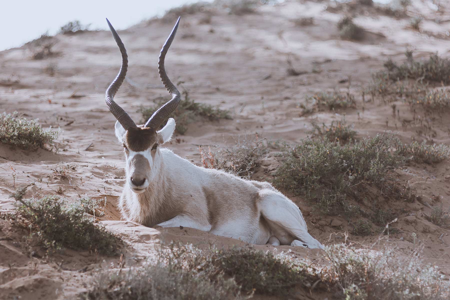 Photo of an addax laying down
