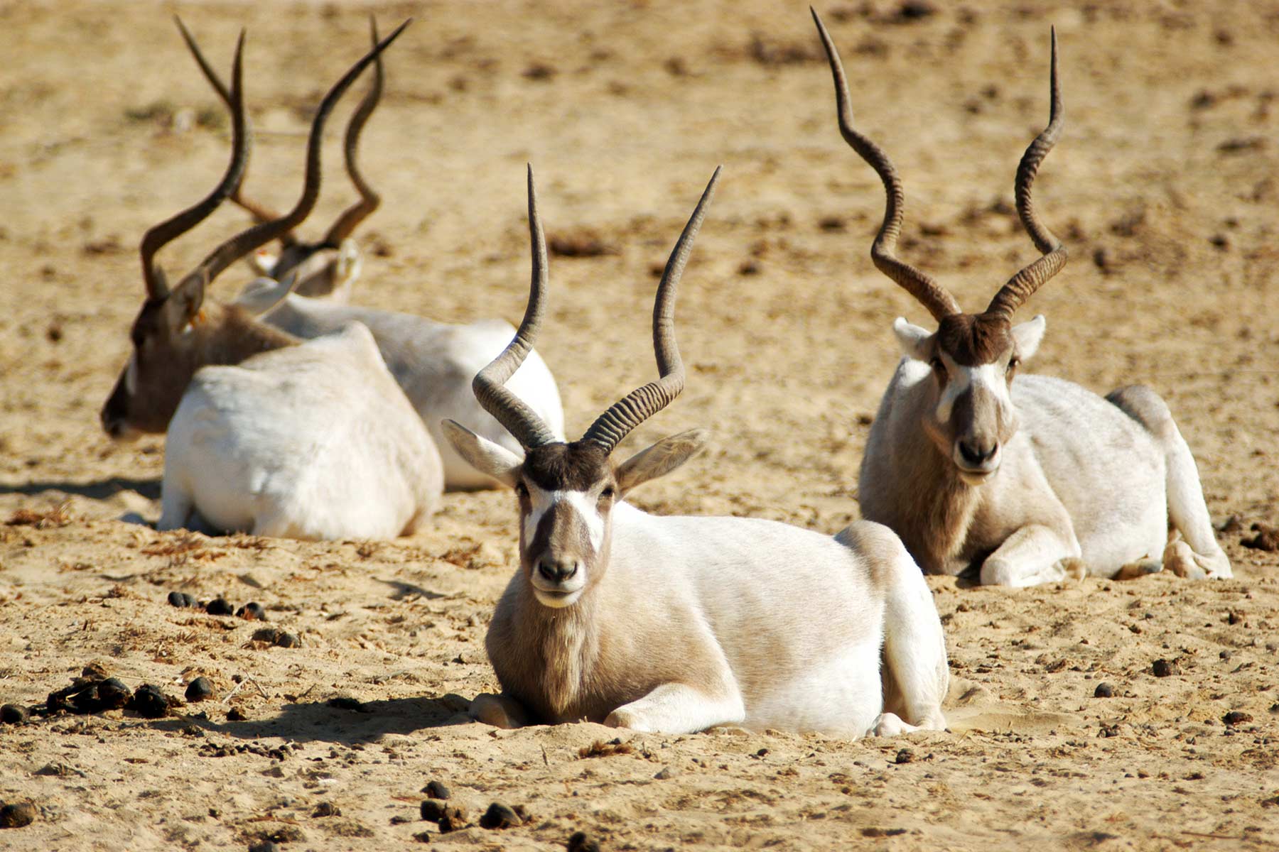 Photo of four addax laying down