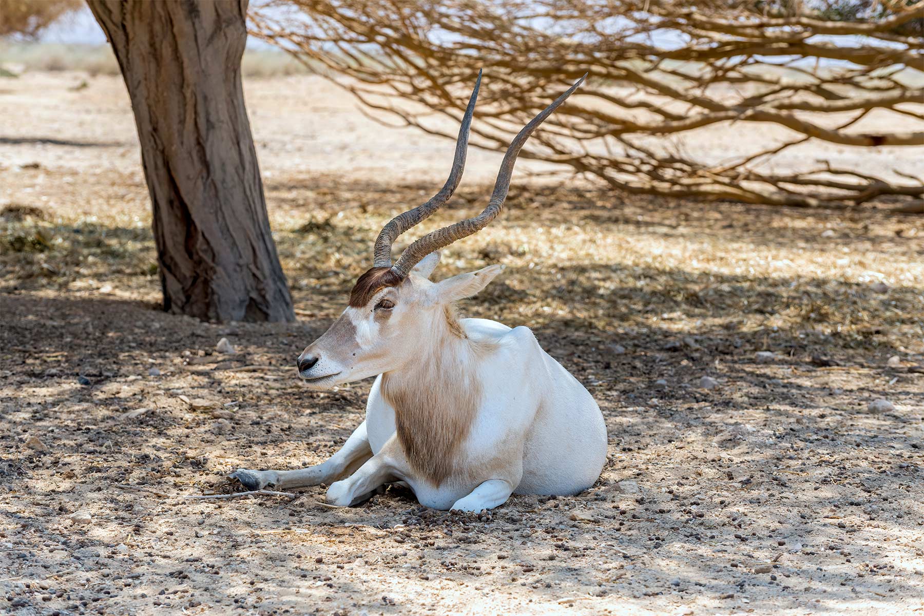 Photo of an addax laying down